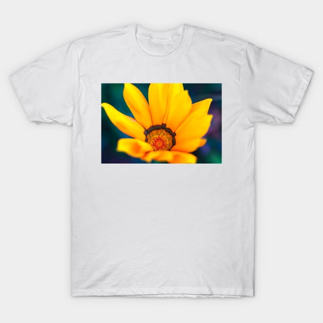 Close-up of a gazania flower T-Shirt by blossomcophoto